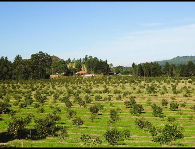 FARM FOR SALE IN RONDEVLEI